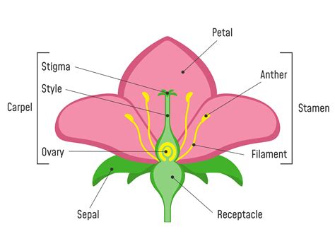 Parts Of A Flower Printable